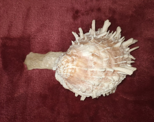 Eindrucksvolle spondylus - #,