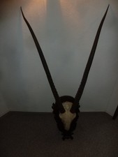 Oryx Geweih aus Namibia