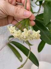 Hoya Pubicalyx - 'White