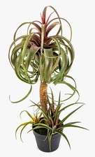 artplants Kunst Tillandsia