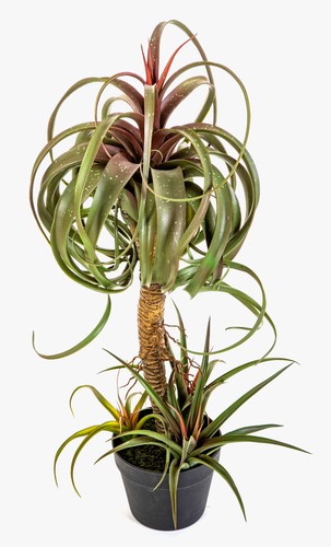 Artplants kunst tillandsia - artplants,