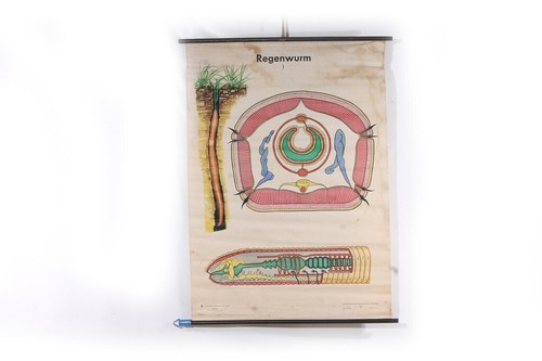 Lehrtafel wandkarte rollkarte - lehrtafel,