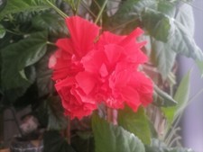 Hibiskus rosa sinensis Alte Sorte rot gefüllte Blüte 1 Steckling