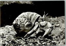 11030156 - Einsiedlerkrebs Meerestier