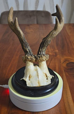 Rehbock Gehörn, Rehgeweih, Trophäe Rehgehörn mit Trophäenbrett  21 cm. 1936-1940