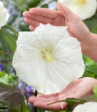 Baldur garten hibiskus - baldur,