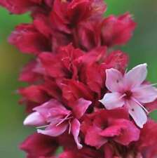 Kerzenknöterich Blackfield - Persicaria amplexicaulis