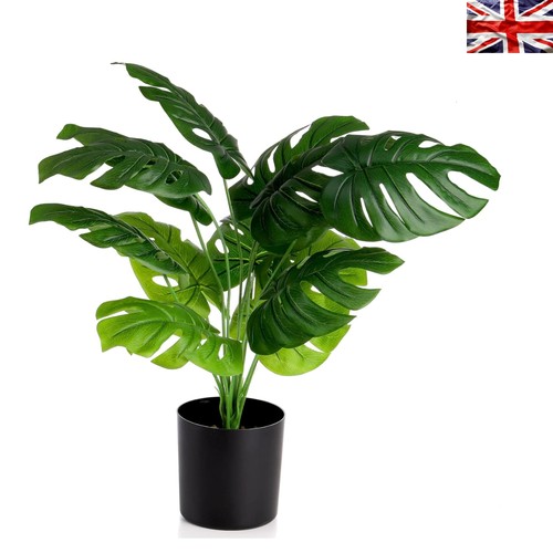 Elegante monstera - elegante, 23,5"