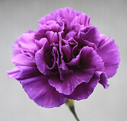 Nelke violett samen - nelke,