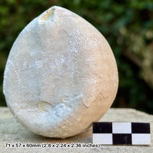 Britische kreide ware - a-ware, fossil