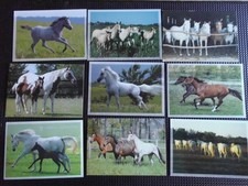 Pferdepostkarte AK Postkarte