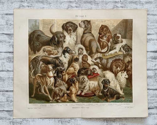 Hunde dogge boxer mops - hunde,