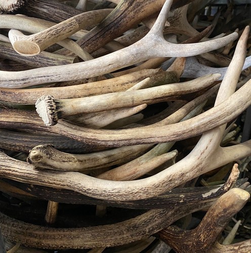 1kg natur hirschgeweih - 1kg,