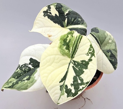 Großes alocasia melo - großes,