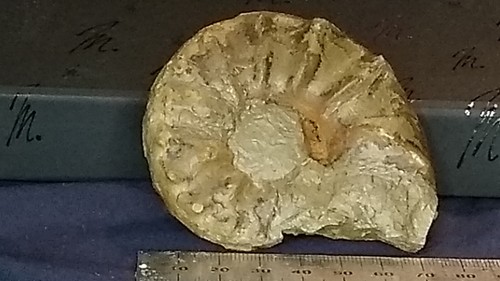 003 ammonit ceratites spinosus - ammonit,