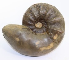 Ceratit, Ceratites nodosus