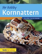 Kornnattern ZUSTAND SEHR GUT