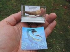 schöner Zahn vom Plesiosaurus