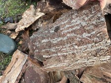 frische Baumrinde 5 circa 25