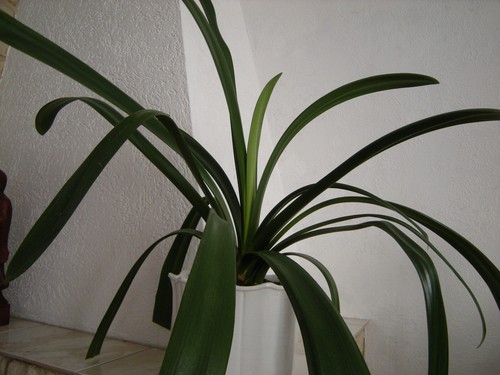 Clivia pflanze zimmerpflanze - pflanze,
