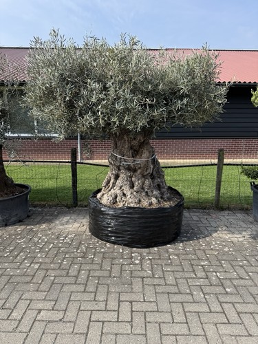 Olivenbaum 250 jahre alt - jahre,