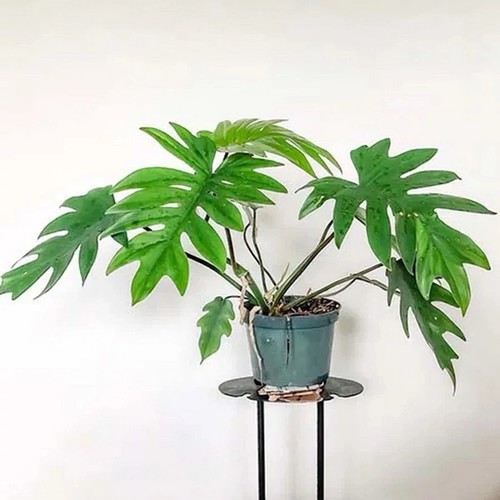 Philodendron mayoi große - philodendron, .
