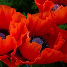Roter türkischer mohn 200 - tÜrkischer, 200+