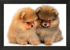 niedliche Welpen gerahmtes