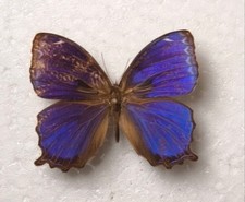 Ptychandra ohtanii Male Philippinen Schmetterlinge Entomologie