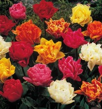 100  Gefüllte gemischte