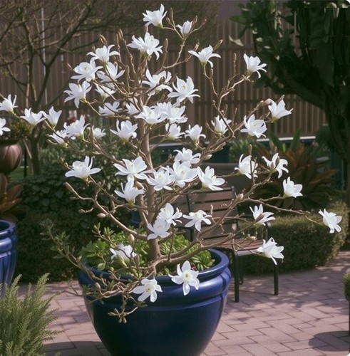 Kleinblütige weiße magnolie - kleinblütige,