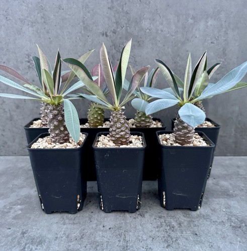 Euphorbia pachypodioides