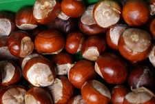 40 Kastanien  Ernte Herbst 2025  zum Basteln Deko Floristik Natur Tierfutter