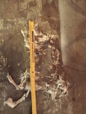 Mumie, Zwergziege, Lamm