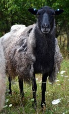 2 KG rohwolle lockenwolle