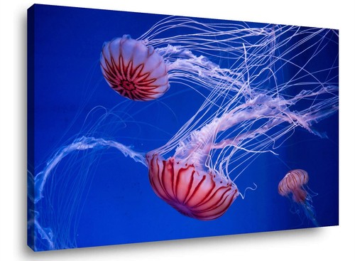 Bilder leinwand quallen blau - leinwand,