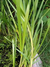 30 Pflanzen Wasserschwaden