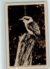 12095331 - The Rose Series P. 4397 - Australian Kookaburra - Voegel