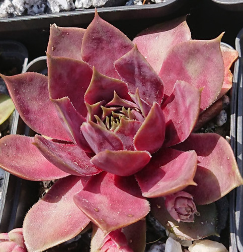 Sempervivum yucatán 1 - -,