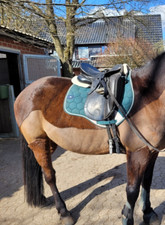 Kentaur Dressursattel 17 Zoll