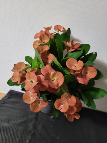 Abgeblüht euphorbie euphorbia - euphorbie,