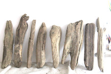 Schwemmholz Treibholz 8