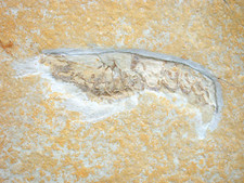 Malm  Acanthochirana longipes  Schwimmkrebs Krebs  Plattenkalk  Solnhofen  X8-5