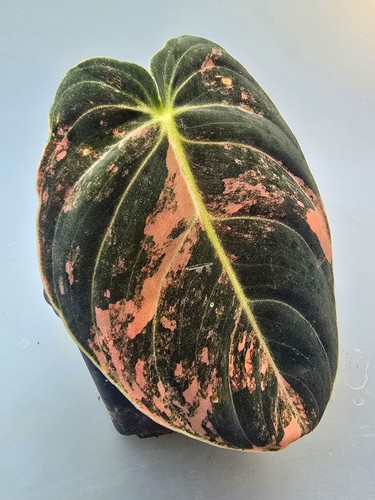 Sehr schöner philodendron - schöner,