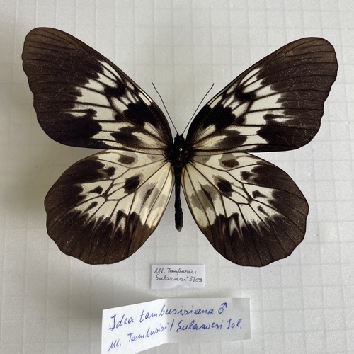 Entomologie*Idea