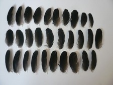 Basteln Hobby 30 Federn Bastelfedern Vogelfedern Rabe Hühnerfedern dunkel klein