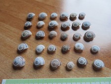 30 mini Schneckenhäuser