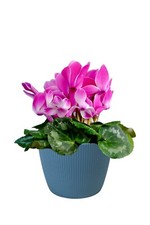 Blumentopf Übertopf Rund