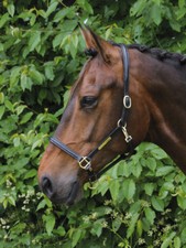 Hans Melzer Halfter Hünxe