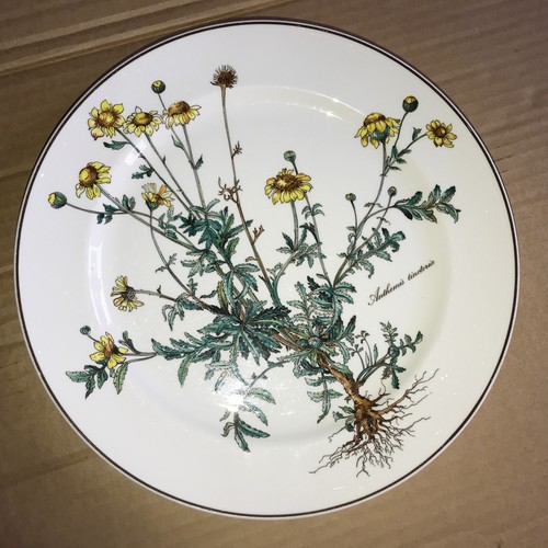 Speiseteller botanica anthemis - botanica,